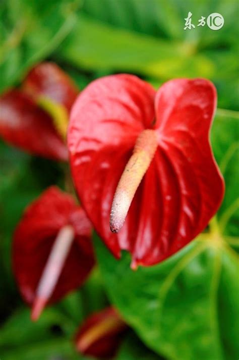 紅掌種植方法|紅掌的種植要點和注意方法